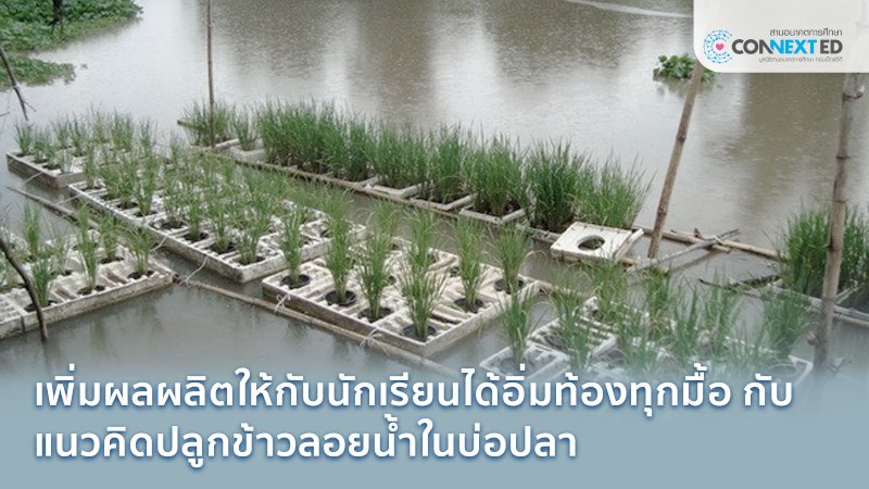 แปลงข้าวลอยน้ำ น้องอิ่มท้อง พร้อมเรียนรู้